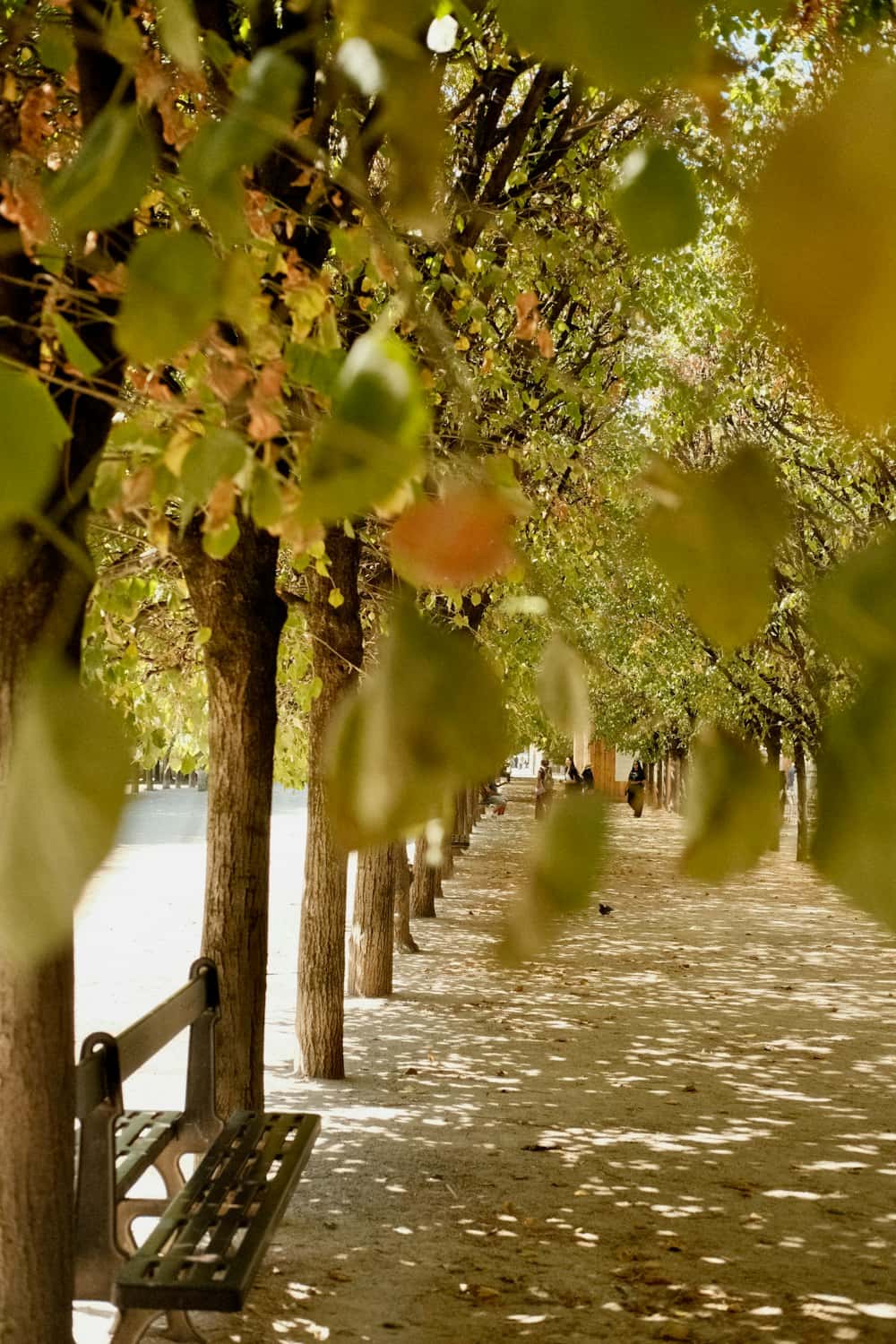 Une allée bordée d'arbres avec un banc, sous une lumière tamisée par les feuilles